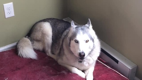 Extremely Stubborn Husky Throws Epic Temper Tantrum