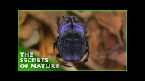 A Look Stalks You Unusual World 13 The Secrets of Nature