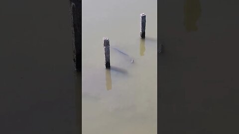 Carp digging in the mud for food
