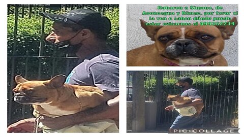 Así robaron a esta perrita del frente de su casa (Montevideo)