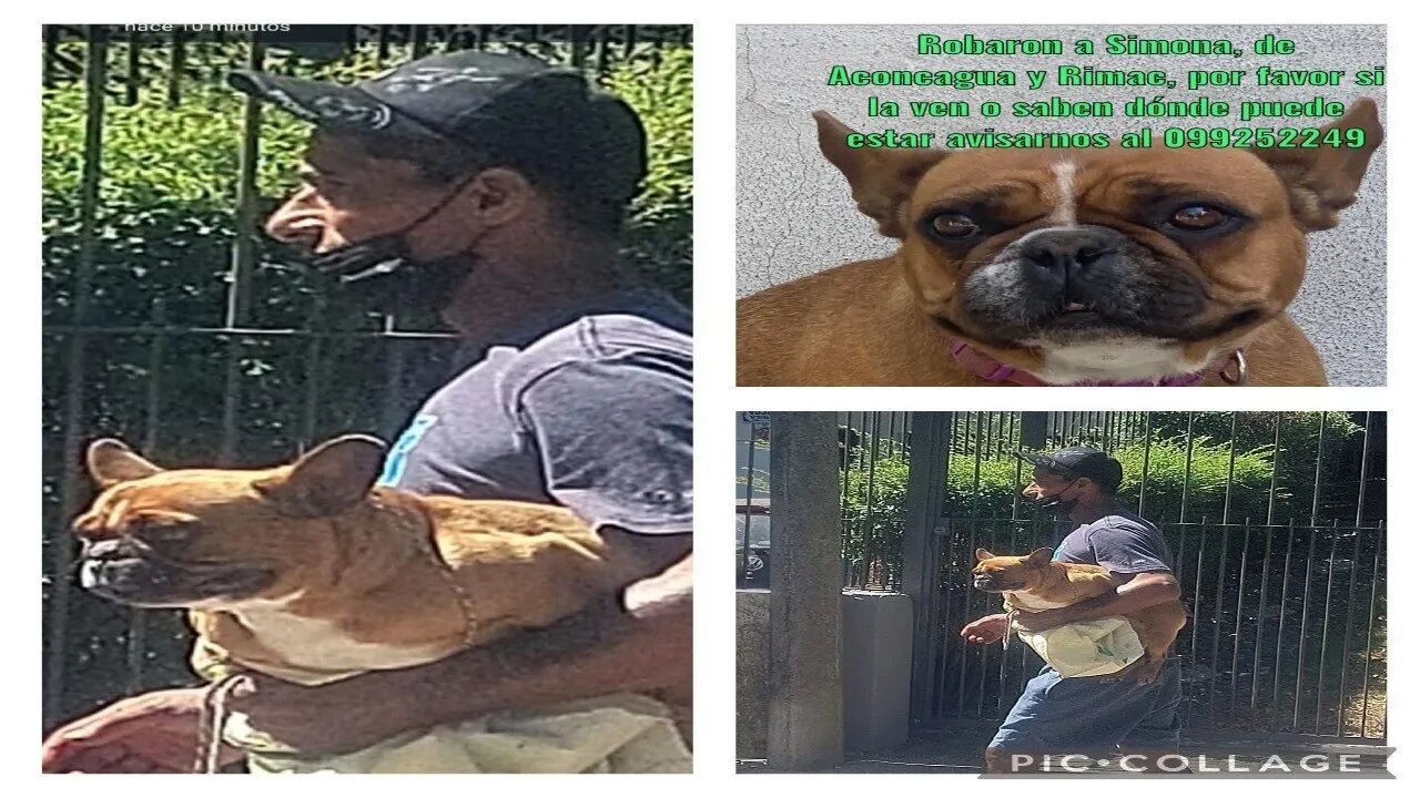 Así robaron a esta perrita del frente de su casa (Montevideo)