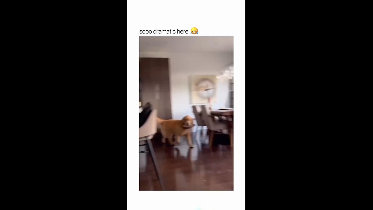Funny video