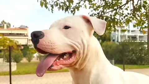 ONÇA PARDA MALTRATA DOGO ARGENTINO / FABULOSO MUNDO ANIMAL