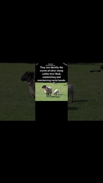 Sheep possess an extraordinary sense of smell #sheep #shorts