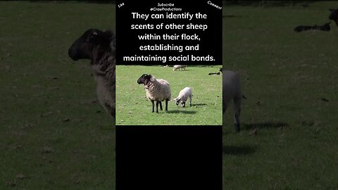 Sheep possess an extraordinary sense of smell #sheep #shorts