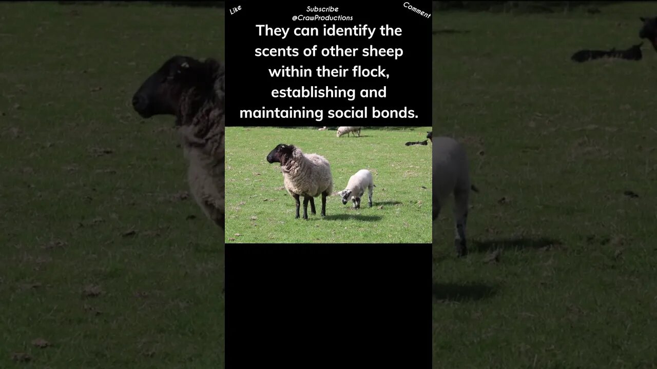 Sheep possess an extraordinary sense of smell #sheep #shorts
