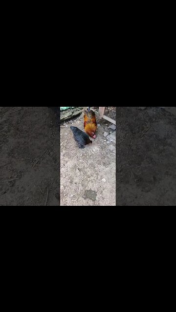 Rusty and one of his hens