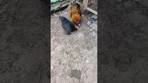 Rusty and one of his hens