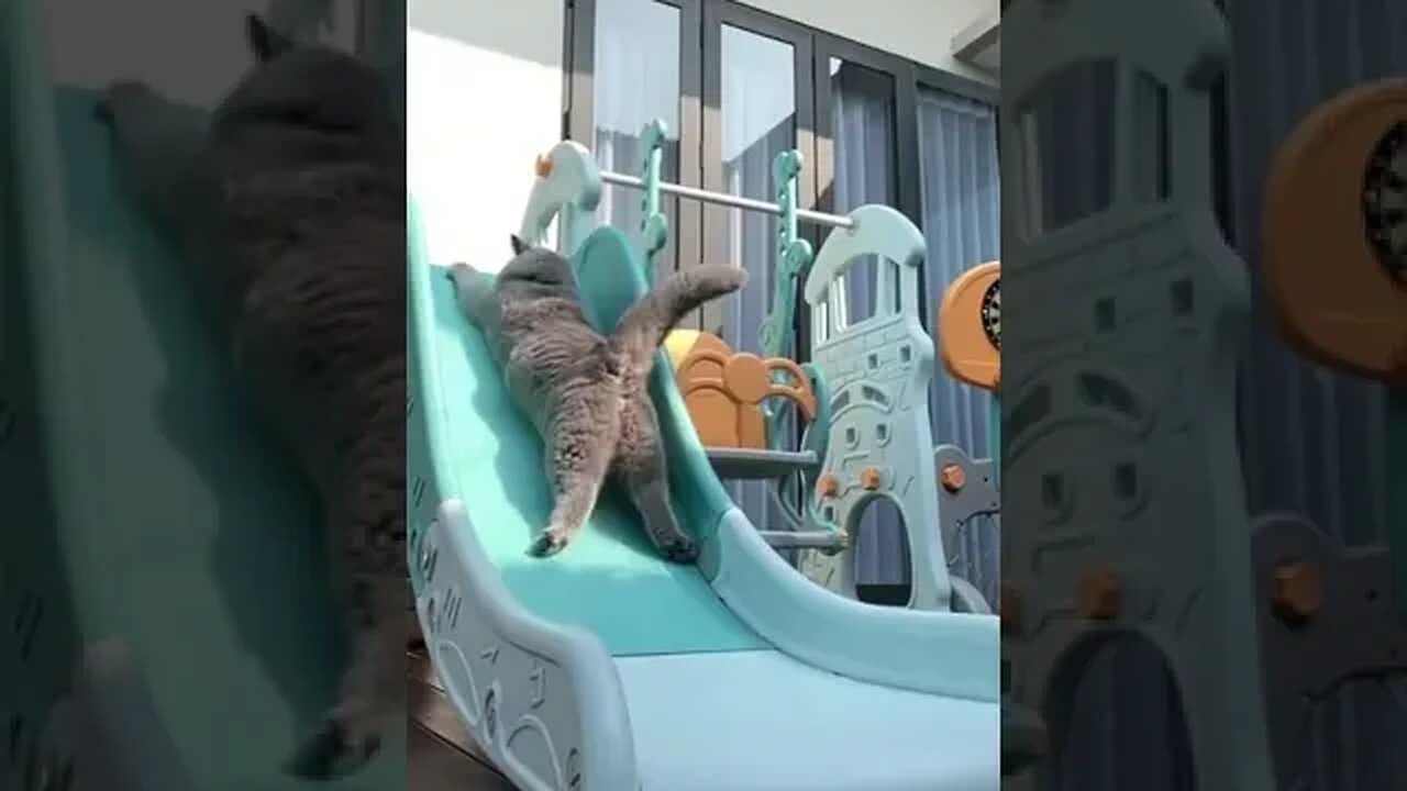Cat Enjoying on ramp 😛 #catsplaying #petcats #petvideos