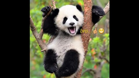 Funny video! Pandas ride downhill