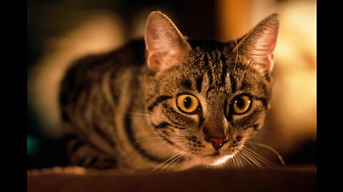 Top 10 Cat Breeds that Act like Dogs
