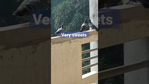 so sweet beautiful pigeons