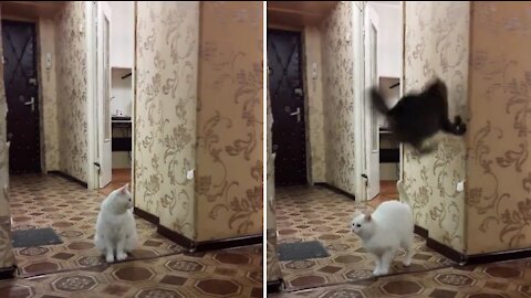 The cat goes crazy jumping on the walls