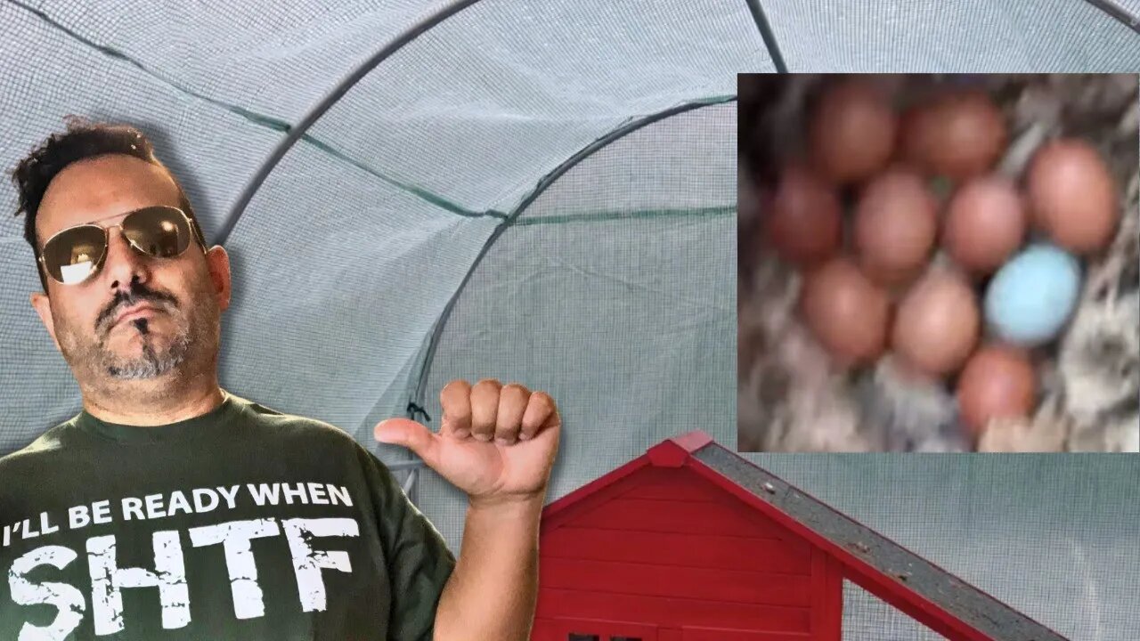 High Egg Production during TEXAS WINTER!