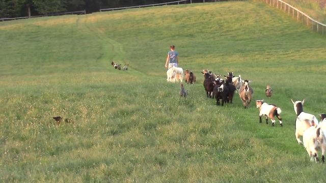 Vast number of farm animals walk in single file line