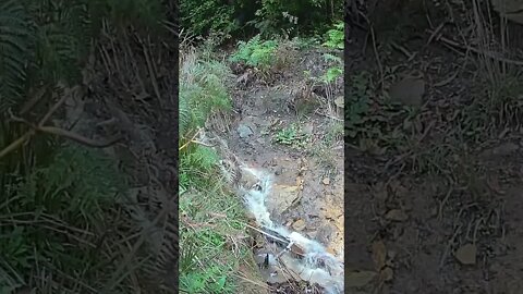 Spring running after flood