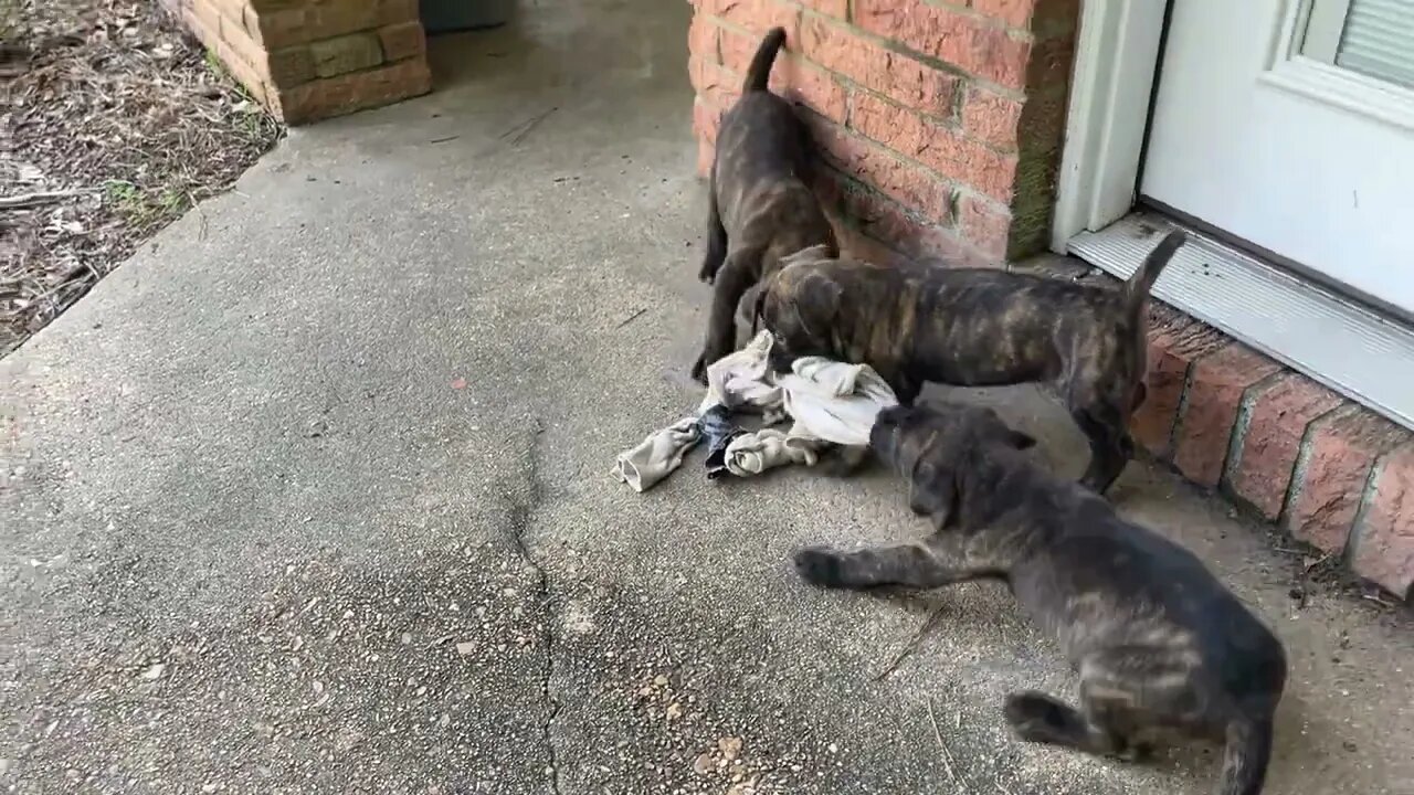 5 1/2 Week old Cowboy x Mystique Pups