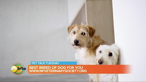 Pet Talk Tuesday – What are the best breeds of dogs