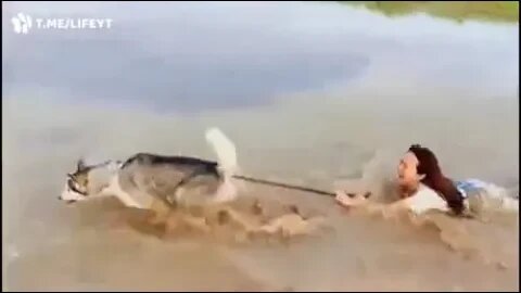 A true sled dog