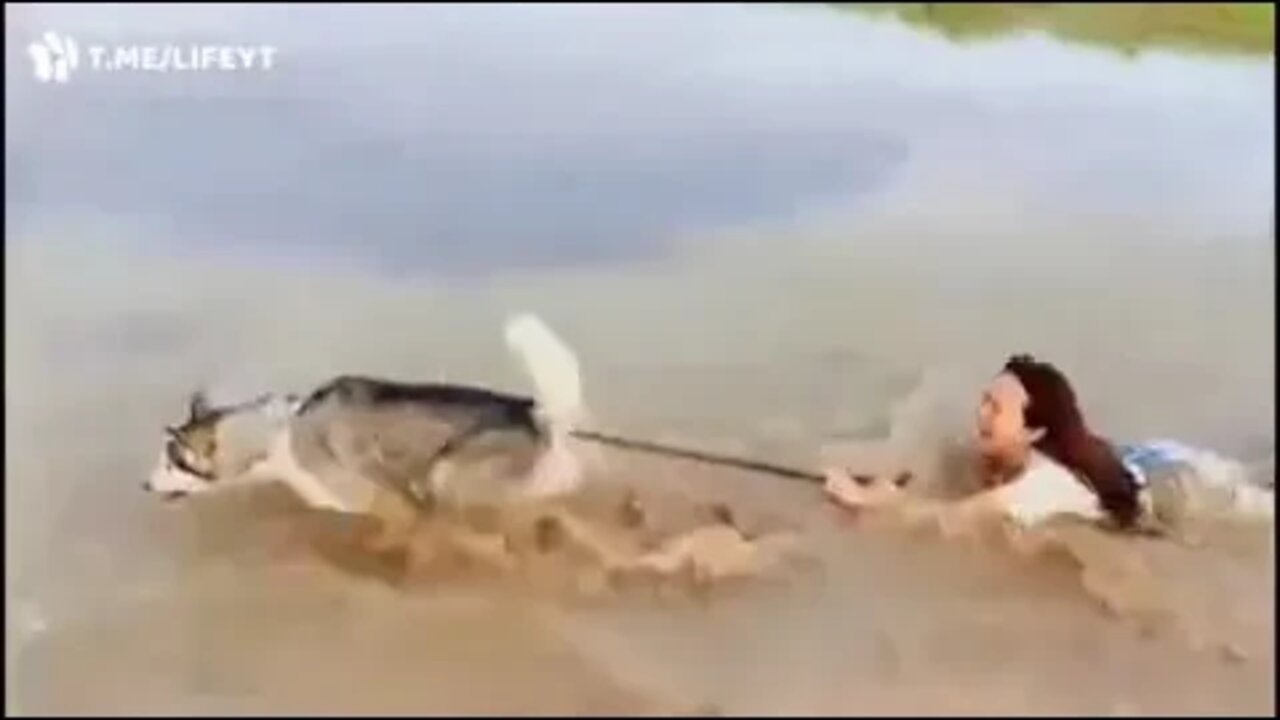 A true sled dog