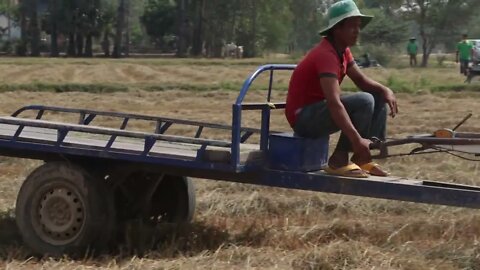 Transportation Rice