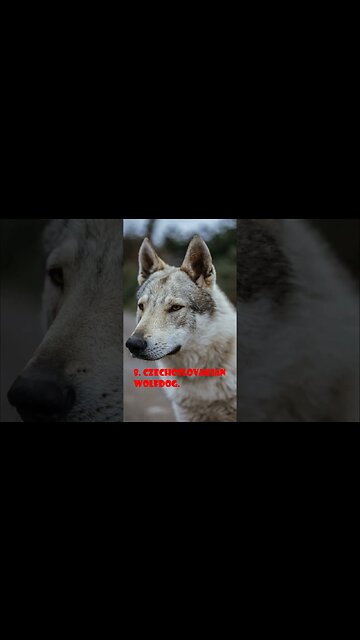 Top 10 Dogs That Look Like Wolves#shorts