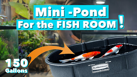 I Built an Indoor Pond for My Baby Koi Fish
