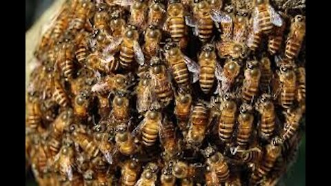 Man attacked by killer bees REAL VIDEO - Amazing Wild Creatures
