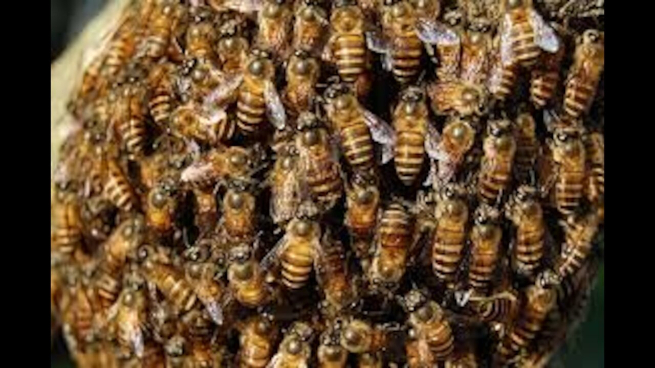 Man attacked by killer bees REAL VIDEO - Amazing Wild Creatures
