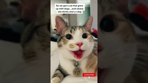 Funny Cats #Shorts Cat thinks she is a dog!