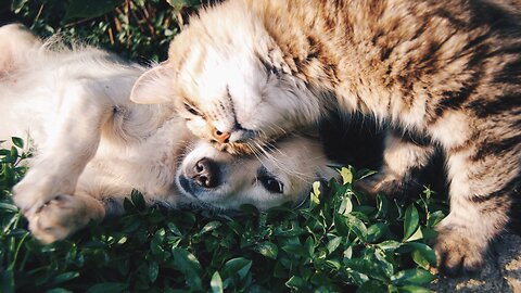 Pets Video Footage 2 | Dog video | Cat Video |