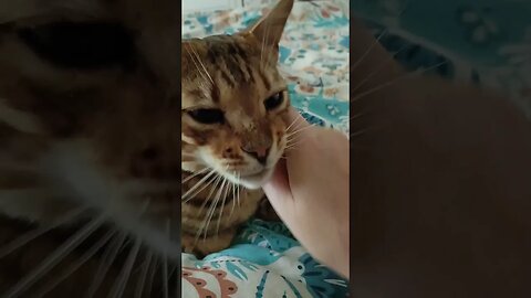 Morning Boops #boopthesnoot #bengalcat #bengalboops
