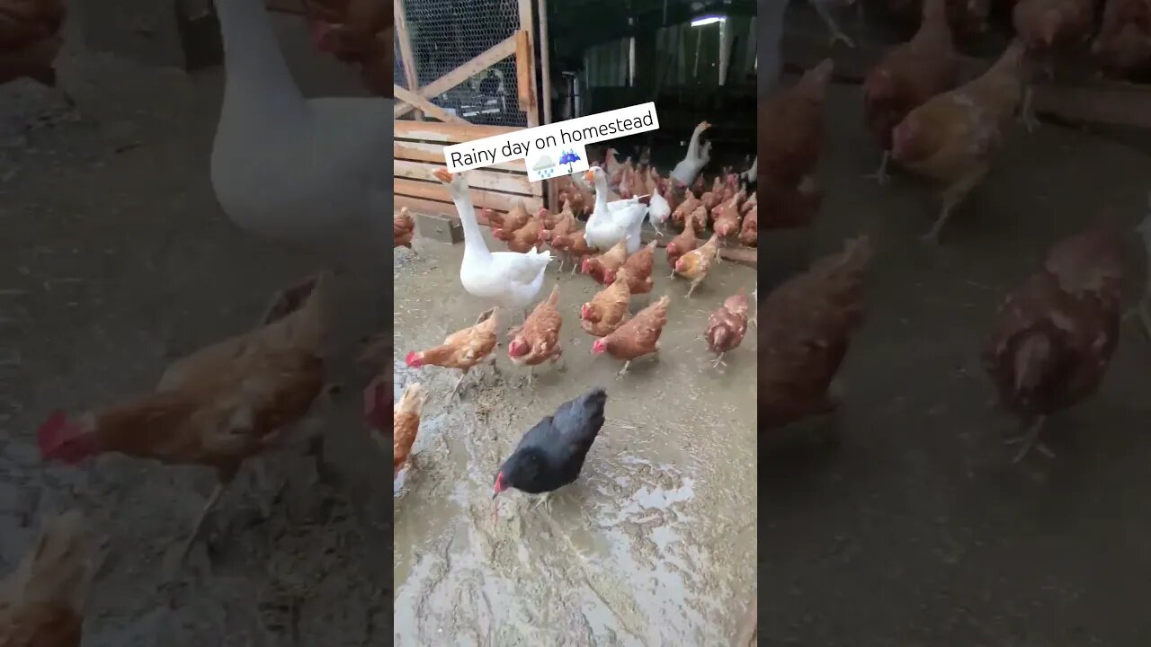 #rainyday #autumndays #fallvibes #homesteadlife #chickens #farmlife #farmanimals