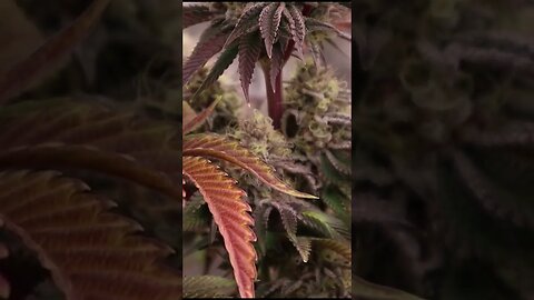 WHITE RUNTZ X CAKE PUNCH 🎂 🥊