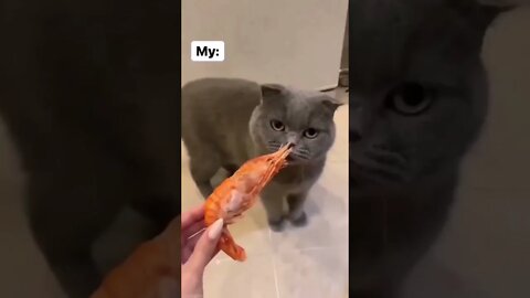 naughty cat