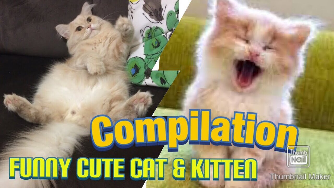 Best Funny Cat Videos Compilation.