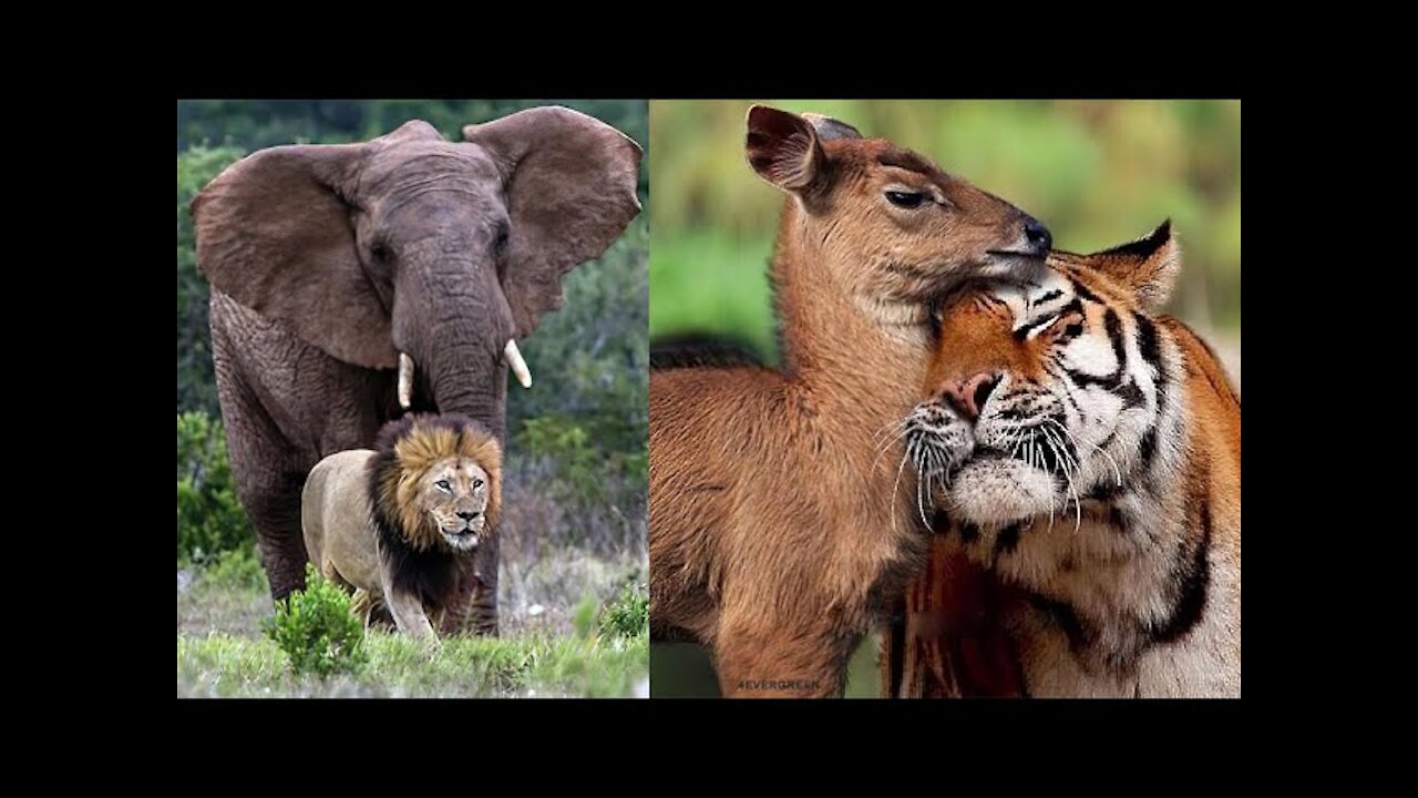 Best Animal Friendships in the World