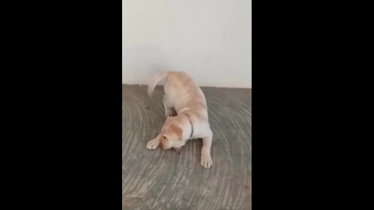 Cute Puppy Funny Play