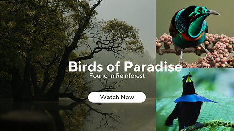 Birds of Paradise