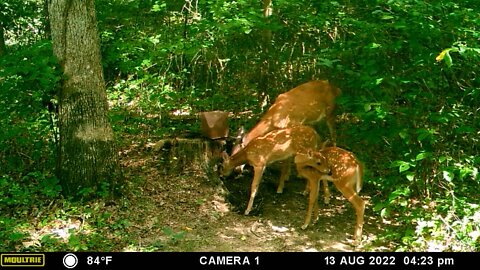 The twins are growing