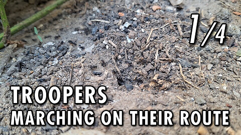 Ants marching in the trench - 1/4