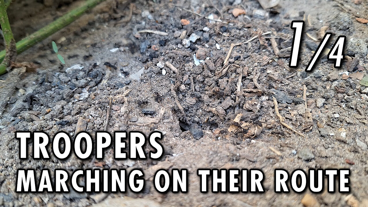 Ants marching in the trench - 1/4