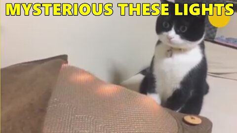 Funny Animals That Amuse Our Lives