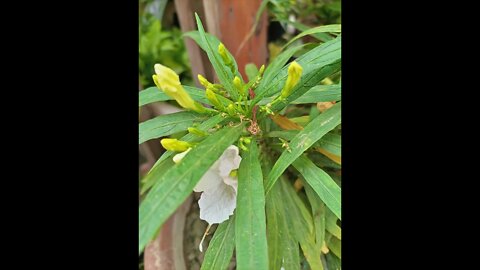 Mexican Petunia Flower Plant #shorts