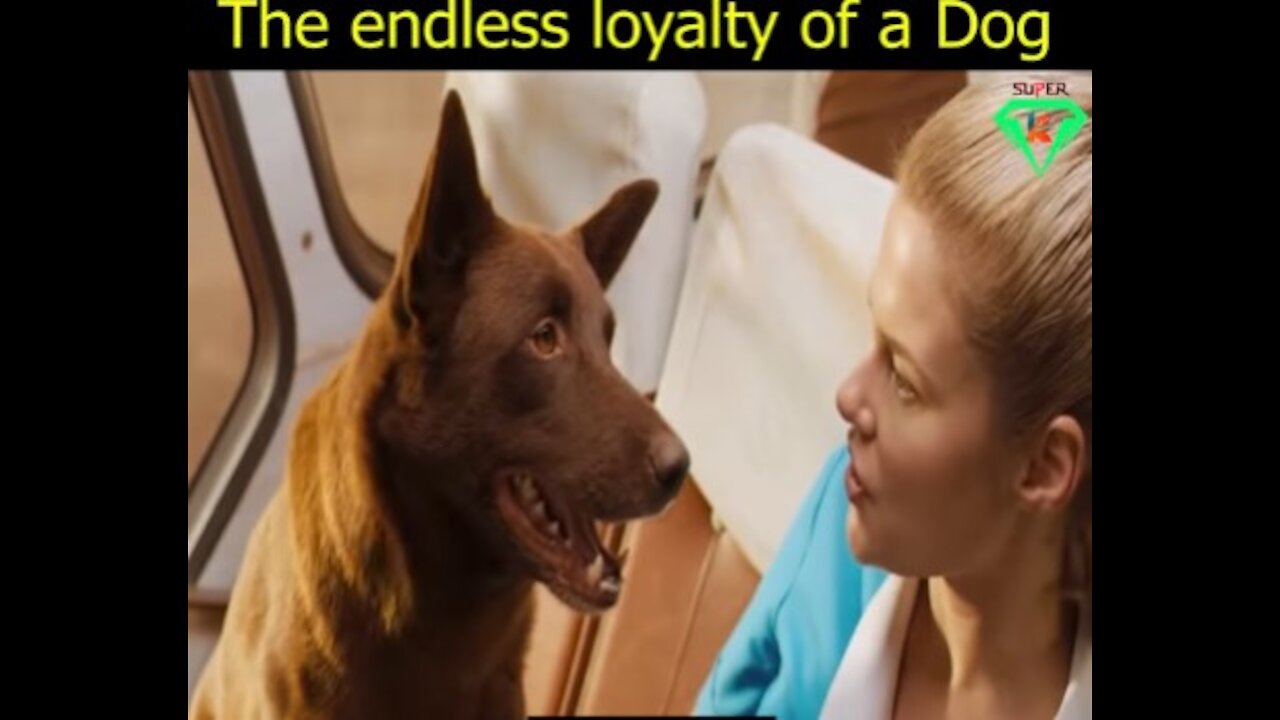 This Dog really loves his Master.
