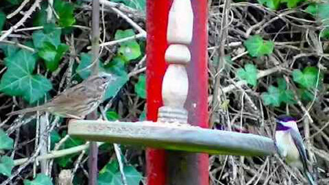 IECV NV #201 - 👀 A Song Sparrow And A Chickadee 2-29-2016
