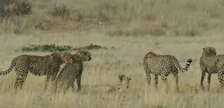 Quatro chitas se unem para atacar um fêmea indefesa