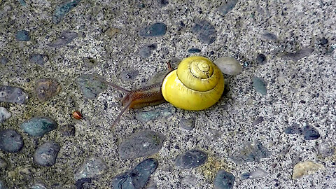 IECV NV #631 - 👀 Snail In A Rush To The Garden 🐌6-13-2018