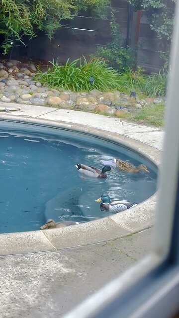 Decoys bring real ducks to the pool