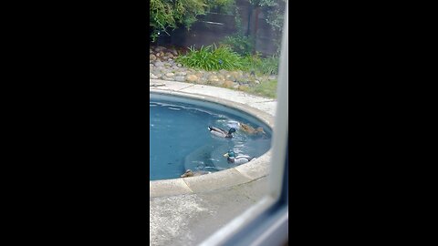 Decoys bring real ducks to the pool